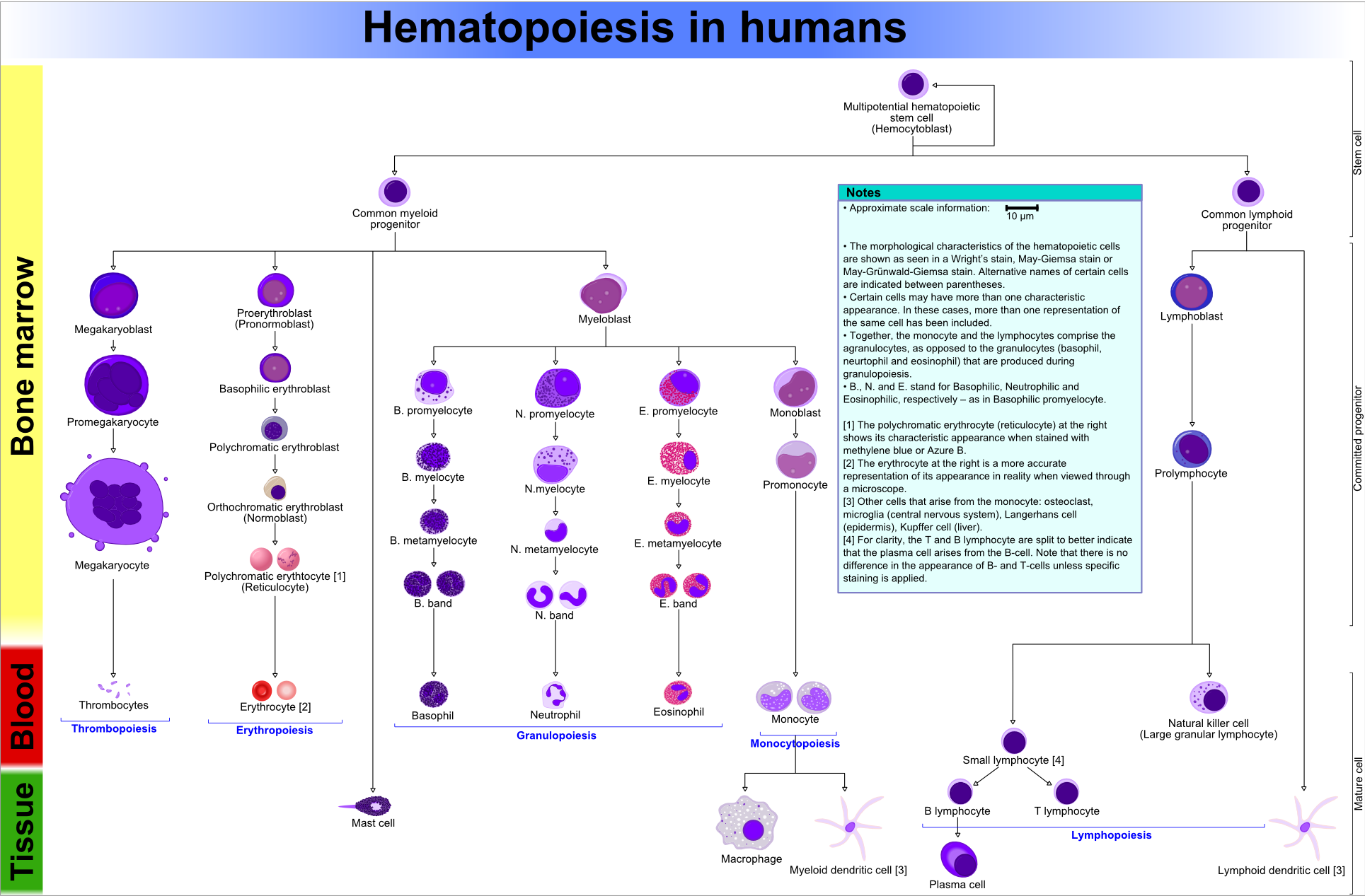 Hematopoiesis Image